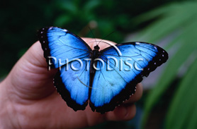 morpho.jpg (27065 bytes)